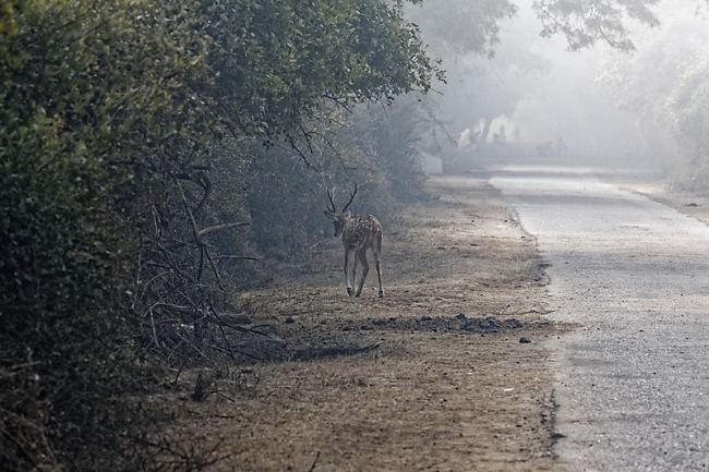 Keoladeo national park-026